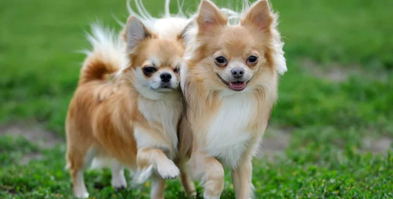 Evde Köpek Bakımı İçin Altın Kurallar