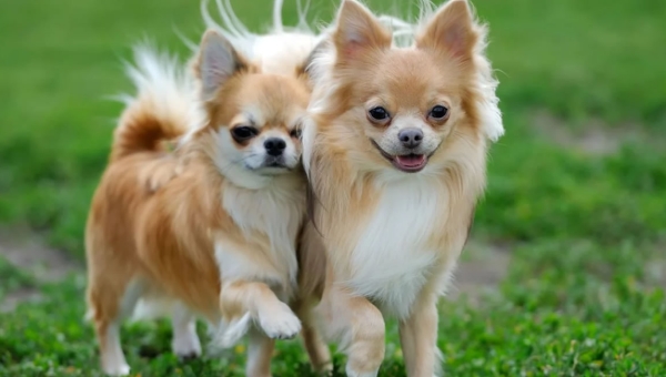 Evde Köpek Bakımı İçin Altın Kurallar