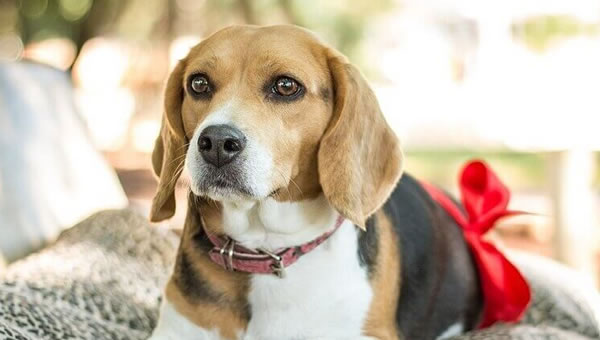 Evde Köpek Bakım Hizmeti Vermek