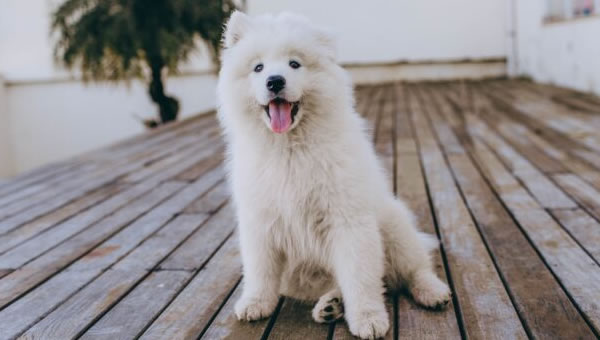 Köpeklerde İdeal Kilo Oranı Kaç Olmalıdır?