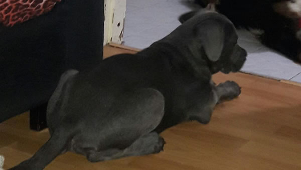 Evcil Hayvanlara Takılan Mikroçip Nedir?