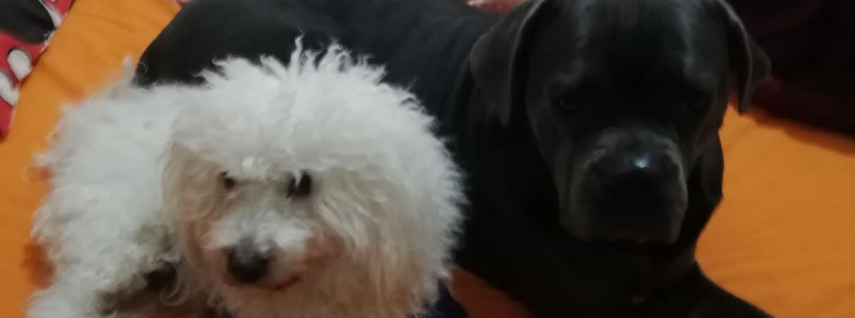 İstanbul Evde Köpek Bakım Hizmeti